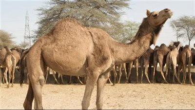 مما خلقت الحيوانات