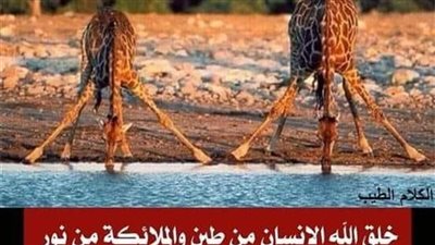 خلق الله الإنسان من طين وخلق الملائكة من نور وخلق الج@ن من نـ،،ار فمن ماذا خلق الحيوان