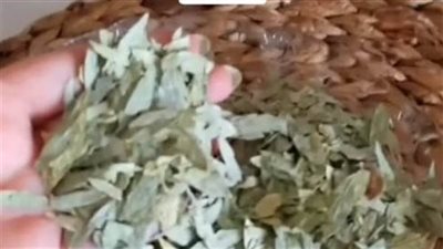 فوائد عشبة السنامكي يقضى على التفكير وينظف البط0ن ينقى ١لـ⊂م ويفتك الفيروسات وينفظ القولون ويخرج الس0حر المأكول المشروب بأذن الله