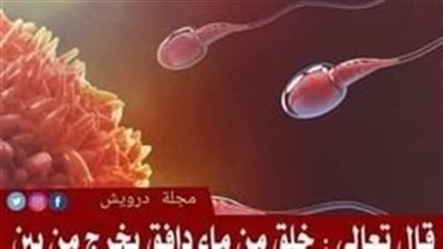 ما هما الصلب والترائب ؟