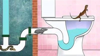 حيوانات وزواحف تستطيع دخول منزلك عن طريق المرحاض وكيفية منع حدوث هذا الموقف