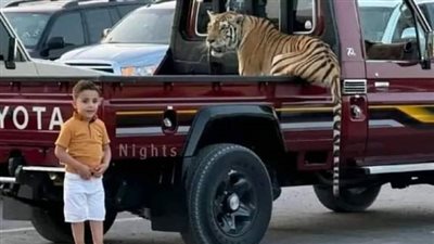التحقيقات تكشف تفاصيل مدوية في واقعة الطفل الليبي والنمر