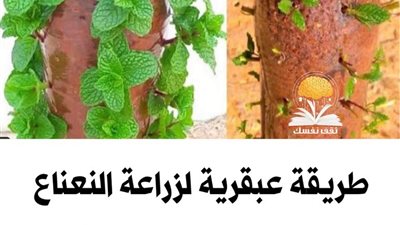 زراعة النعناع في المنزل ** خطوات شامله لانتاج وفير