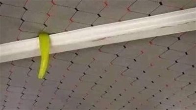 مش هتصدق الناس بتستخدم الفلفل ليه في العربية.. السبب هيصدمك